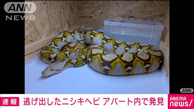 不明だった巨大ヘビがアパートの屋根裏で見つかる テレ朝news テレビ朝日のニュースサイト