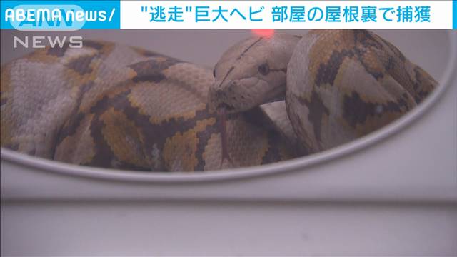 不明だった巨大ヘビがアパートの屋根裏で見つかる テレ朝news テレビ朝日のニュースサイト