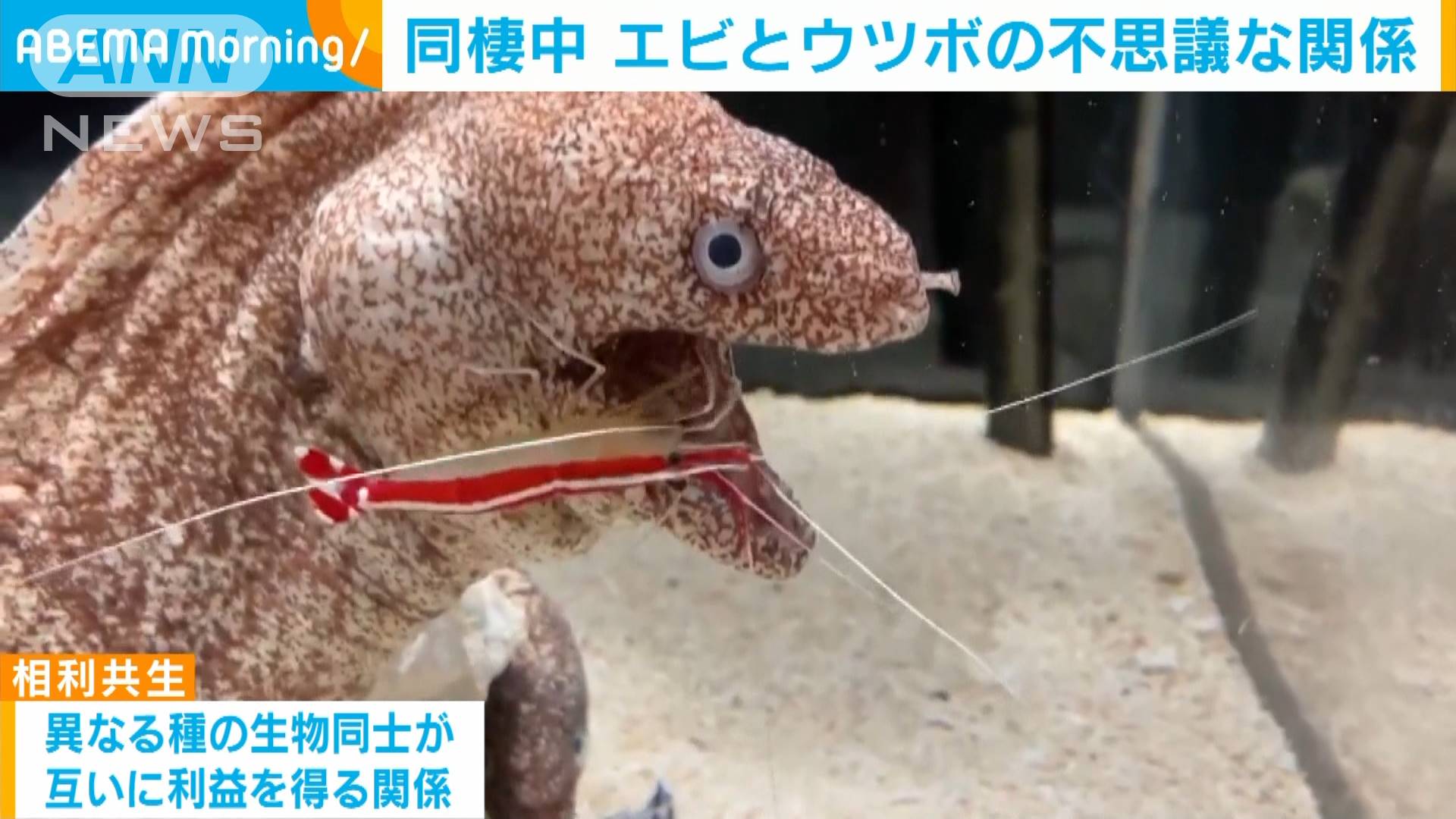 水族館で 同棲中 エビとウツボの不思議な関係
