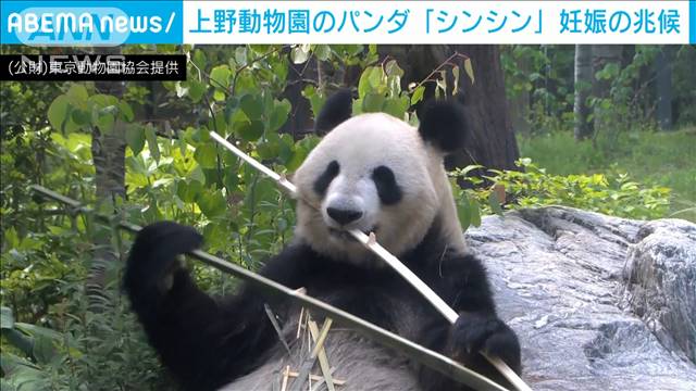 上野のパンダ シンシン 妊娠 4年ぶり交尾確認 テレ朝news テレビ朝日のニュースサイト