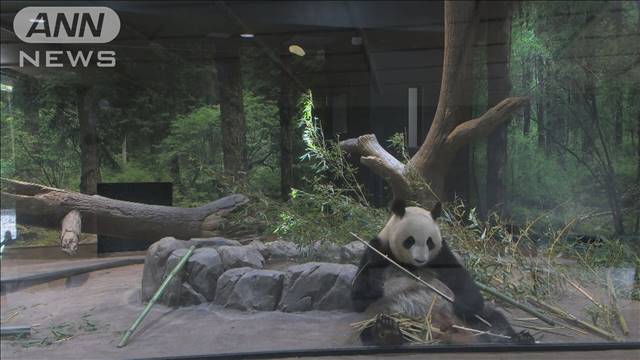 上野のパンダ シンシン 睡眠時間増など妊娠の兆候 テレ朝news テレビ朝日のニュースサイト