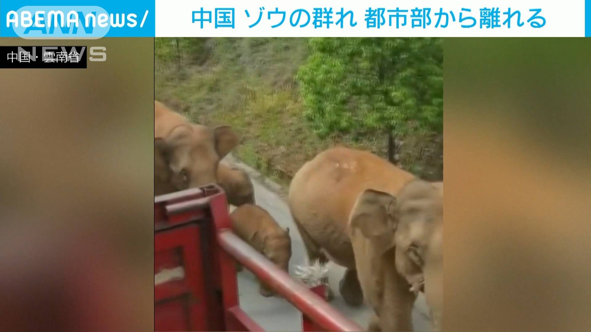 中国のゾウの群れが進路変更 都市部から離れる テレ朝news テレビ朝日のニュースサイト