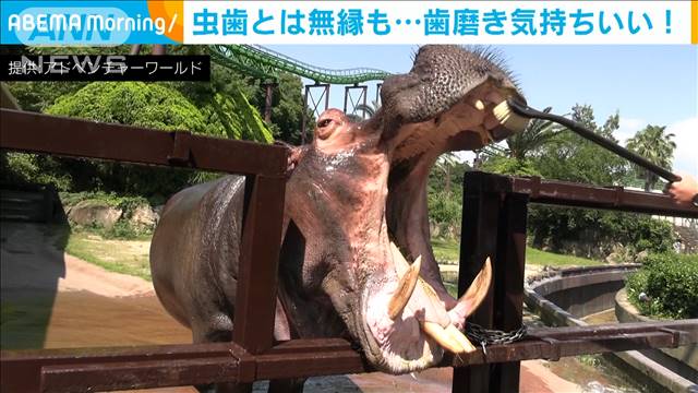 動物園で歯磨き カバもアシカも気持ちいい テレ朝news テレビ朝日のニュースサイト