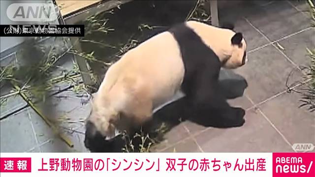 予報士のつぶやき パンダと台風 テレ朝news テレビ朝日のニュースサイト