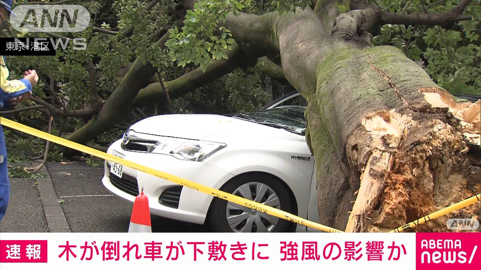 16メートルの大木倒れる 車が下敷き 東京 白金台 テレ朝news テレビ朝日のニュースサイト