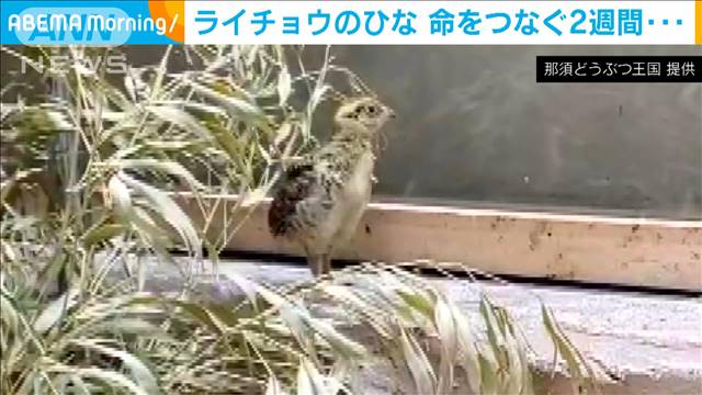ペットショップから逃げ出した黒い鳥 千葉県で捕獲 テレ朝news テレビ朝日のニュースサイト