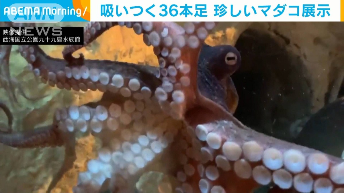 吸いつく足…大小合わせて36本！ 珍しいマダコ展示