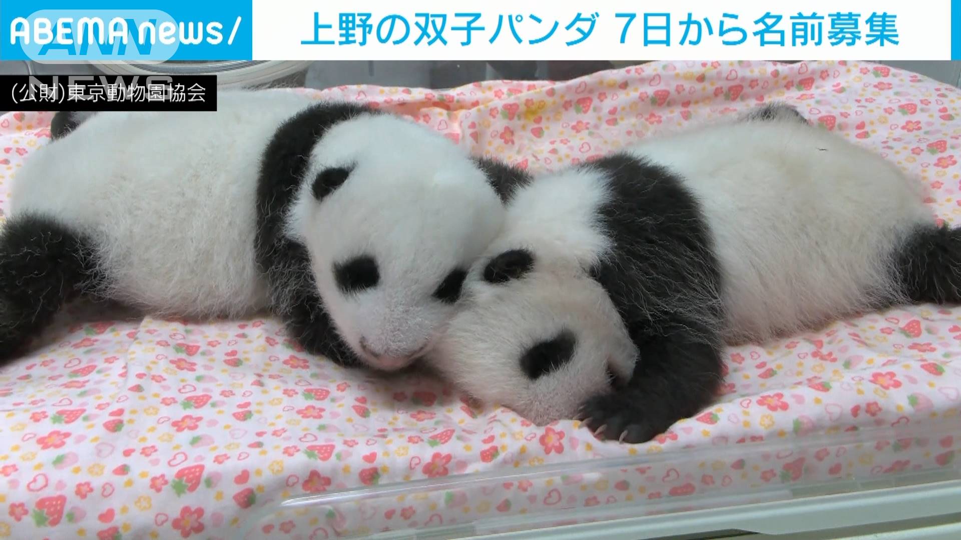 上野の双子パンダ 7日から名前の募集を開始 テレ朝news テレビ朝日のニュースサイト