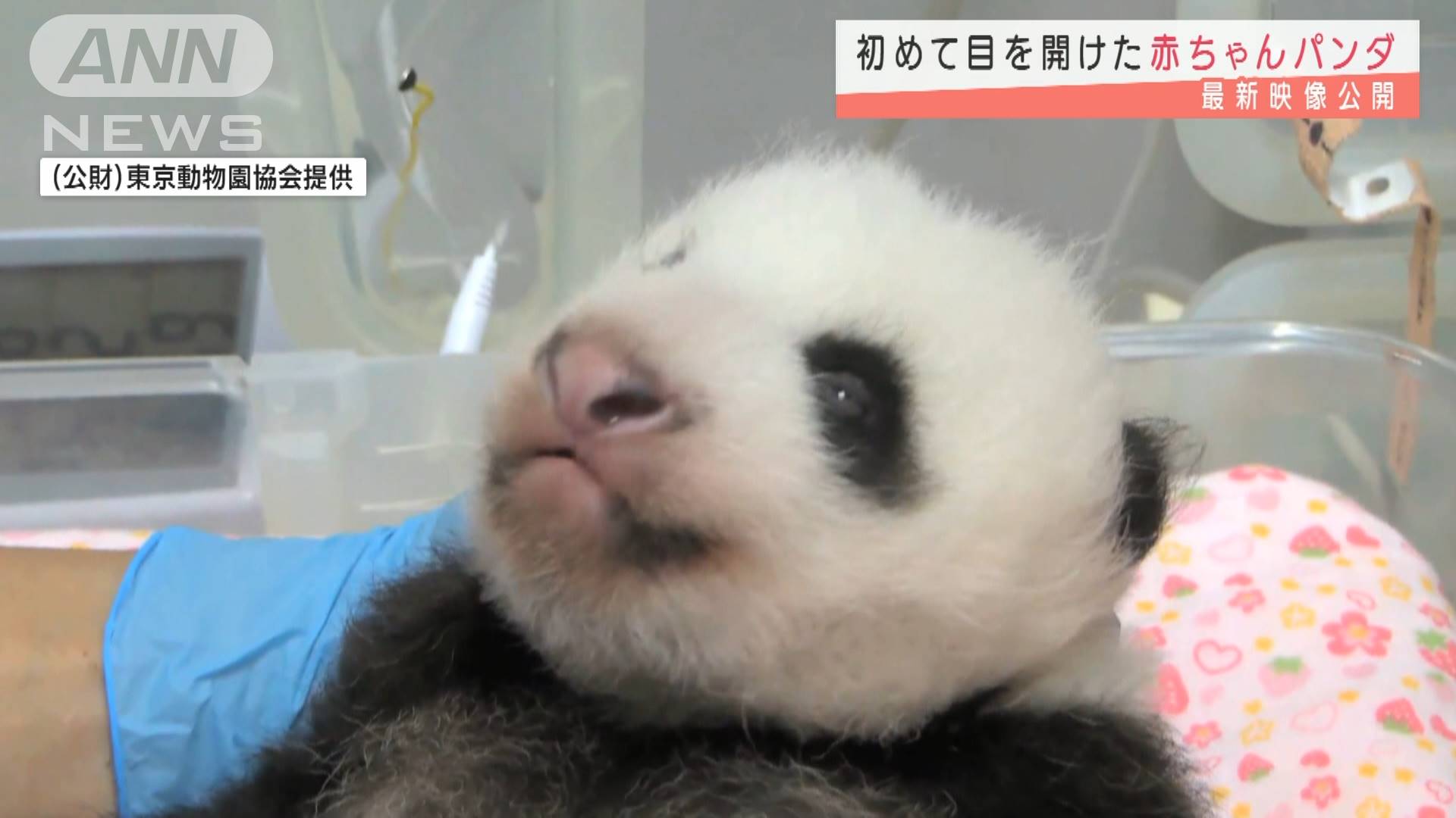目が開いた 赤ちゃんパンダ カワイイ最新映像