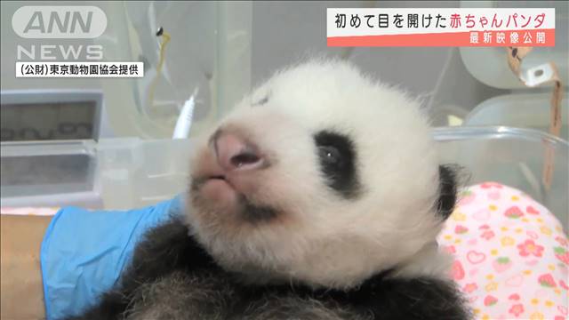 目が開いた 赤ちゃんパンダ カワイイ最新映像 テレ朝news テレビ朝日のニュースサイト