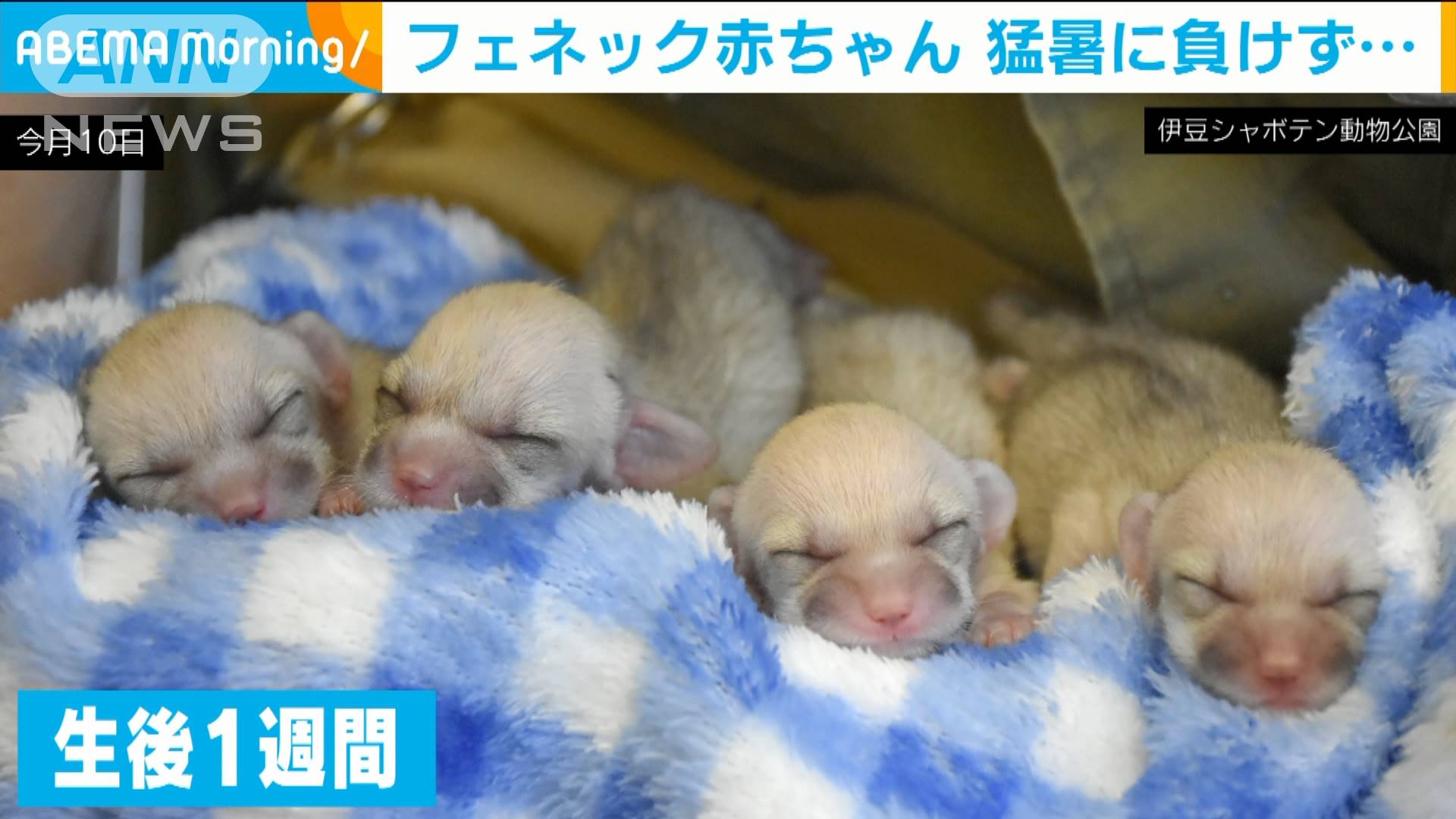 四つ子誕生 フェネックの赤ちゃん 猛暑に負けず テレ朝news テレビ朝日のニュースサイト