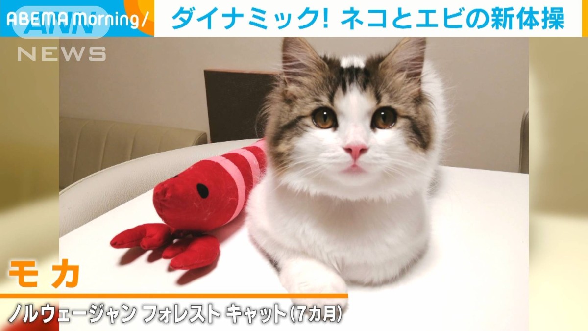 にゃんですか」ネコの新体操 エビちゃんに夢中