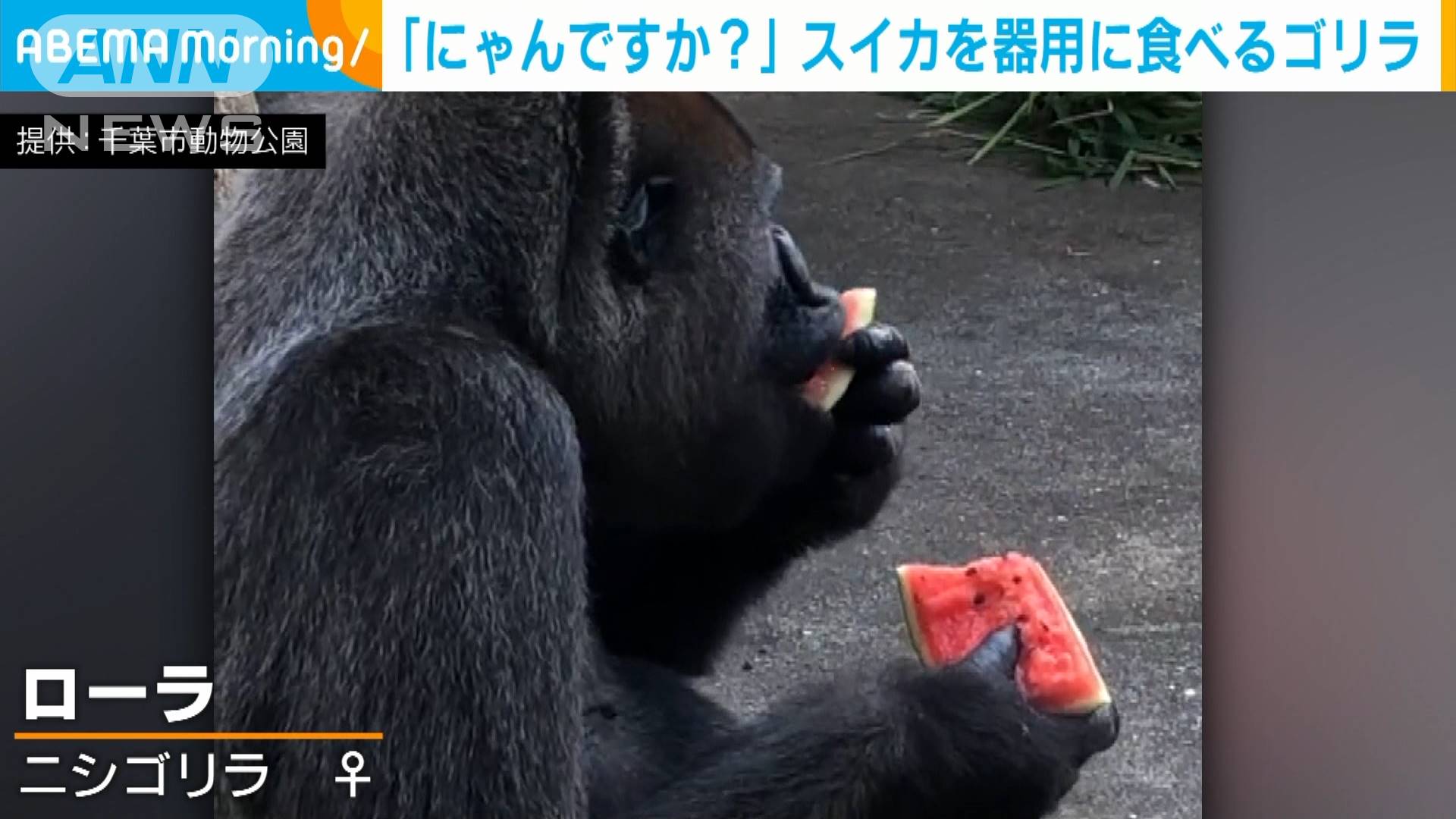 夏はやっぱりコレだ スイカを器用に食べるゴリラ テレ朝news テレビ朝日のニュースサイト