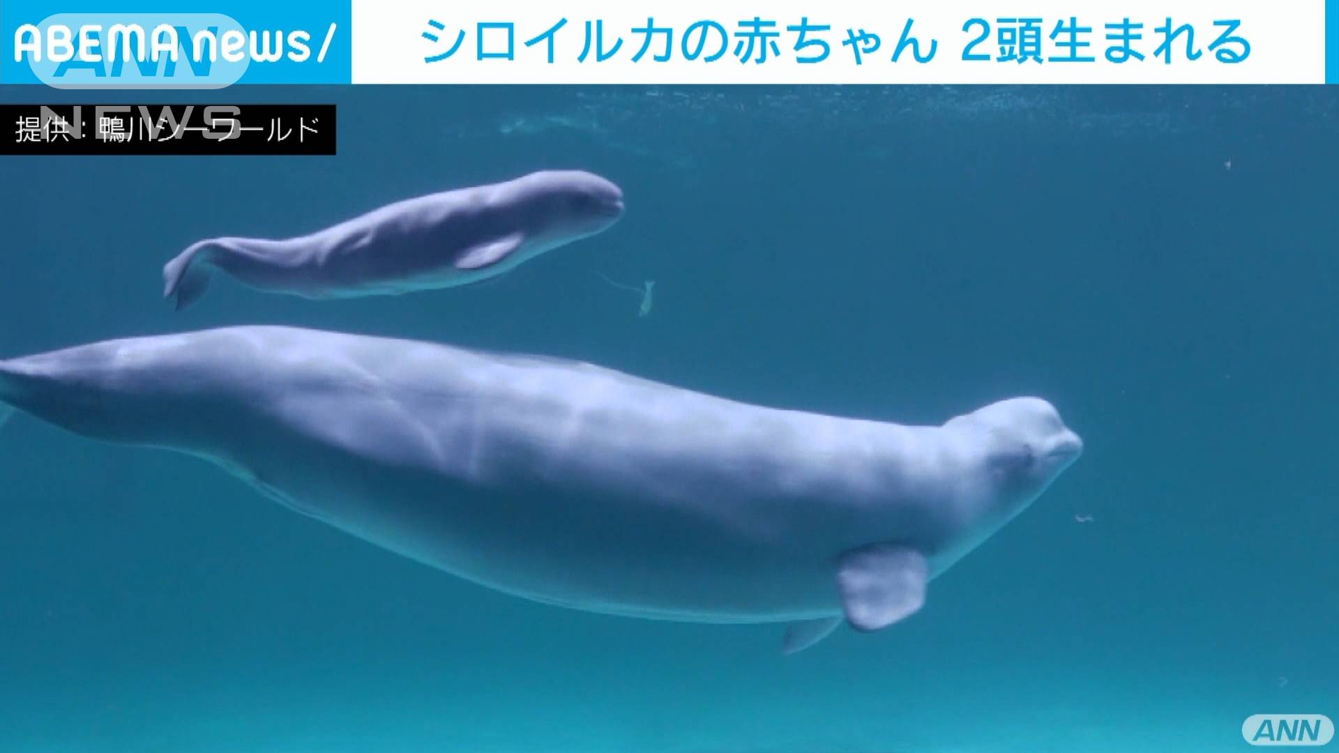 シロイルカの赤ちゃん誕生 母親にぴったりと