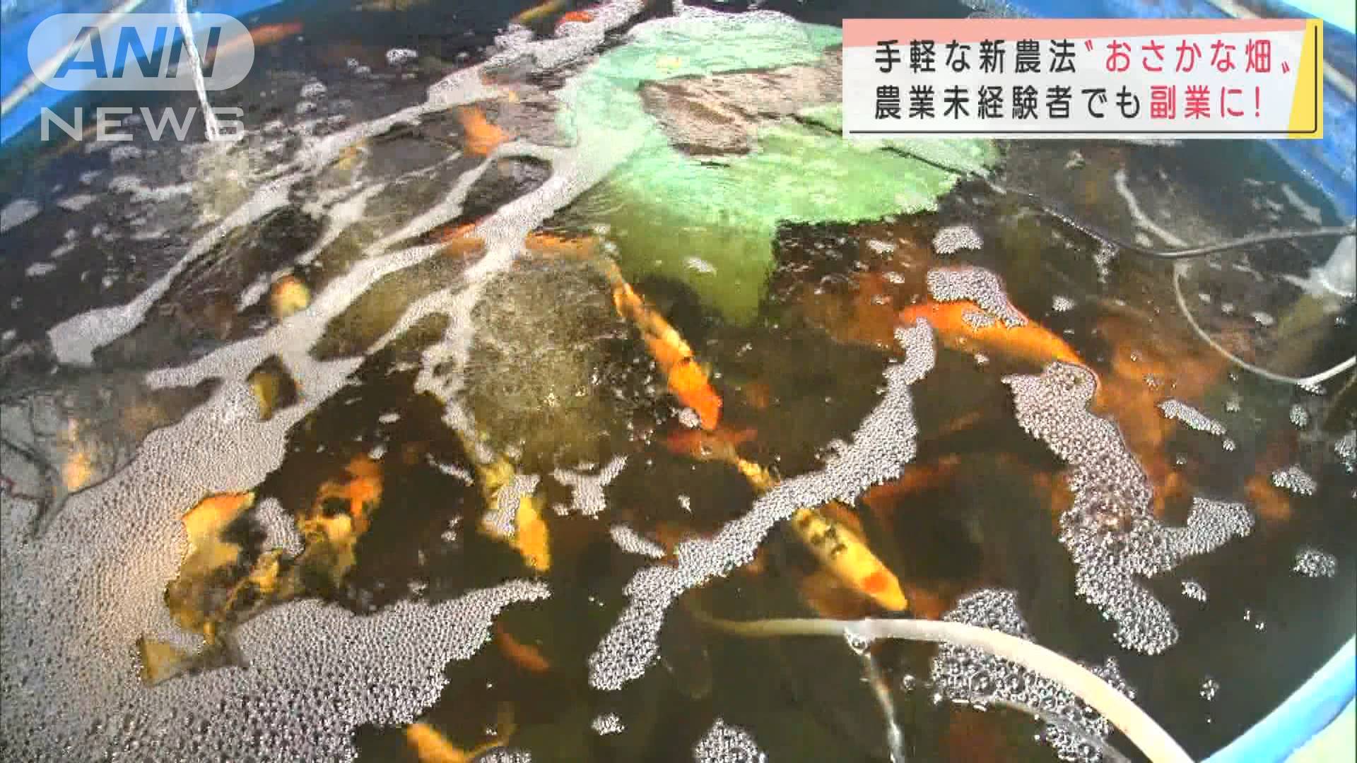 u201c次世代農業u201d魚にえさ→野菜が育つ 手軽で副業に