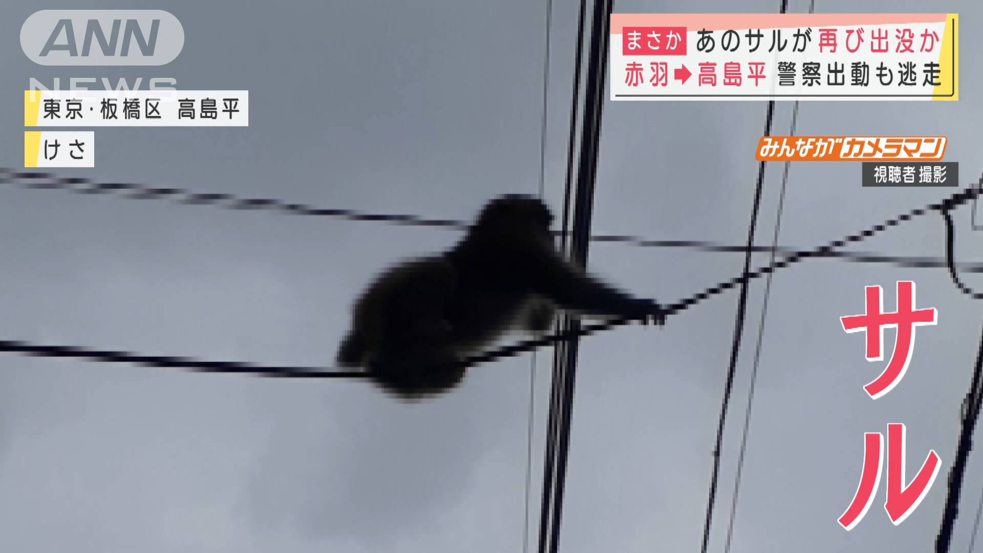 まさかあのサルが再び出没か 警察出動も逃走 テレ朝news テレビ朝日のニュースサイト