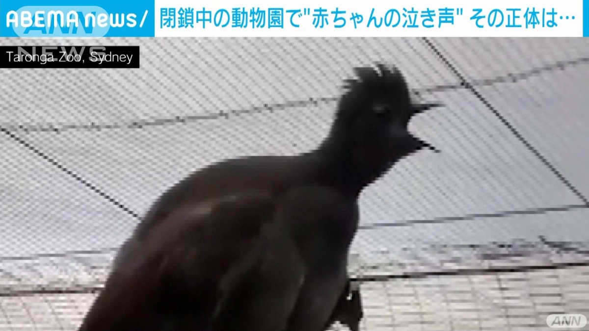 物まね名人”の珍鳥、赤ちゃんの泣き声で求愛!?
