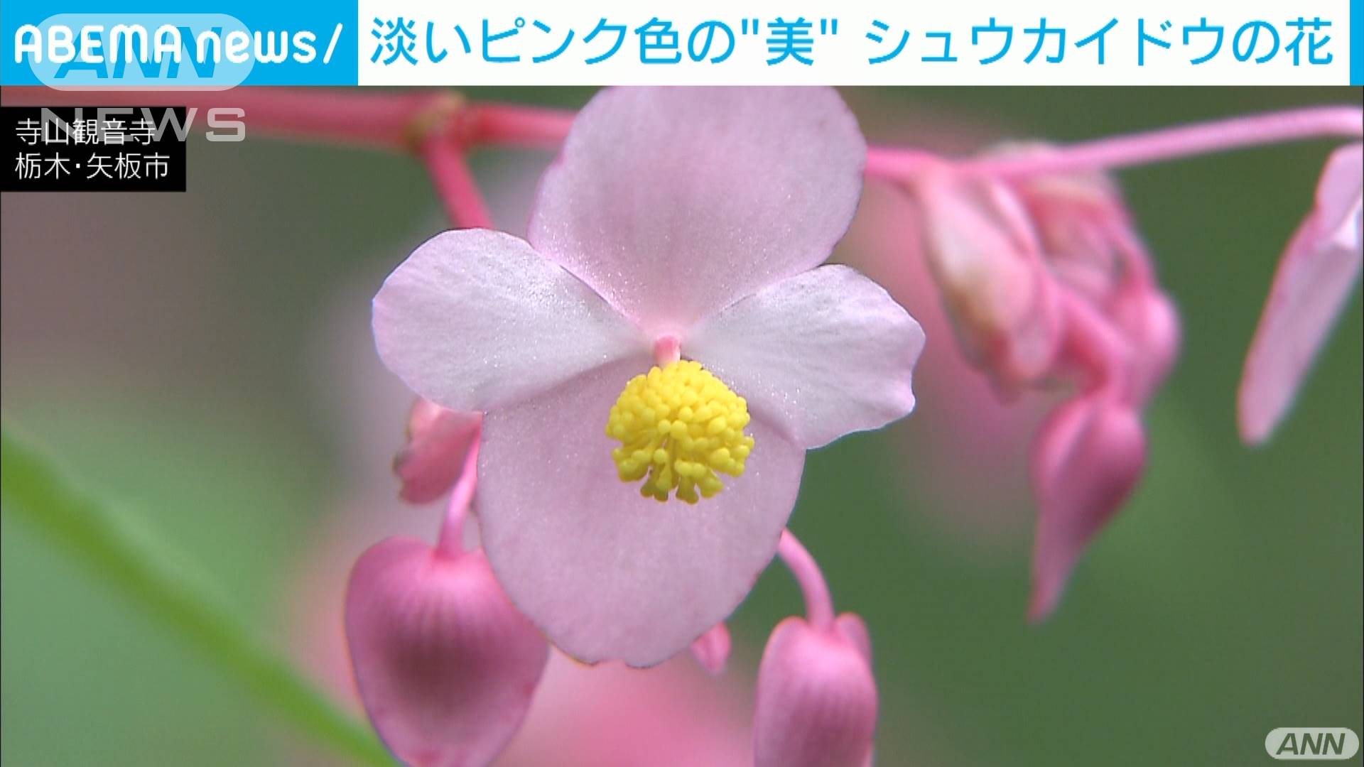 シュウカイドウ の花が見ごろ 10万株咲き誇る テレ朝news テレビ朝日のニュースサイト