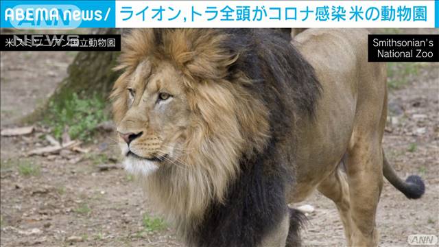 米の動物園で園内全てのライオン トラがコロナ感染 テレ朝news テレビ朝日のニュースサイト