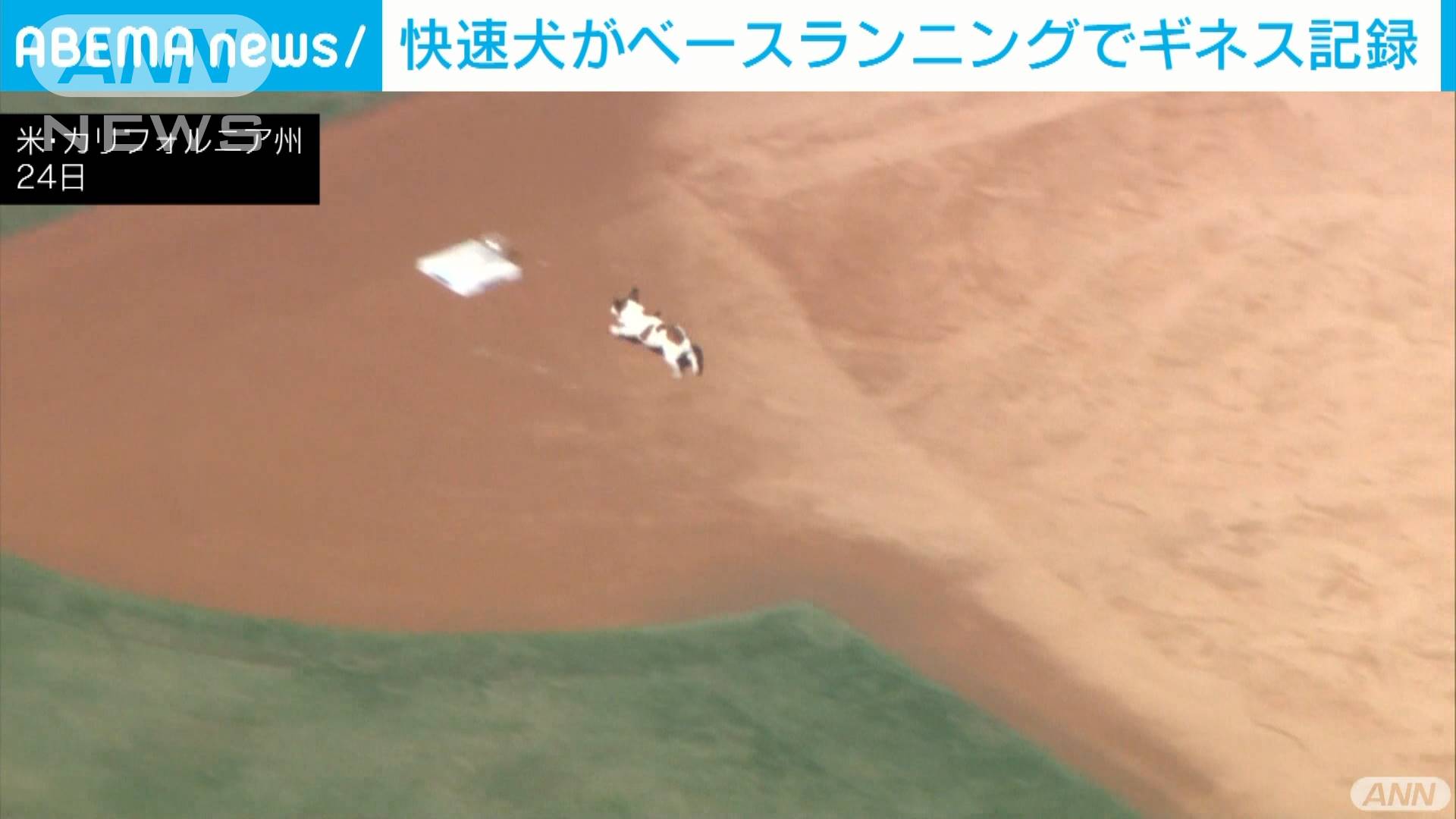 ギネス記録更新 快速犬がベースランニングで テレ朝news テレビ朝日のニュースサイト