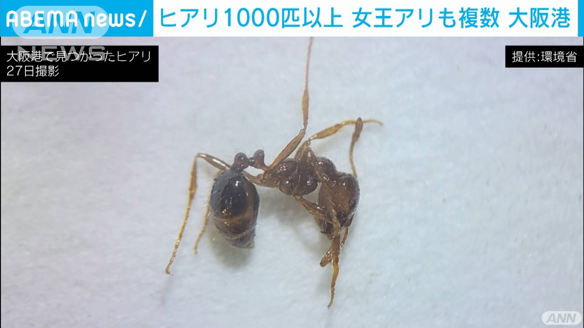 大阪港で千匹以上のヒアリ確認 女王アリも複数