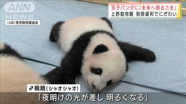 未来へ明るさを 双子パンダの名前に込めた思い