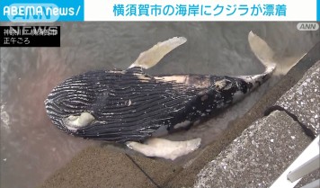 中国 巨大クジラが海岸に打ち上げられる