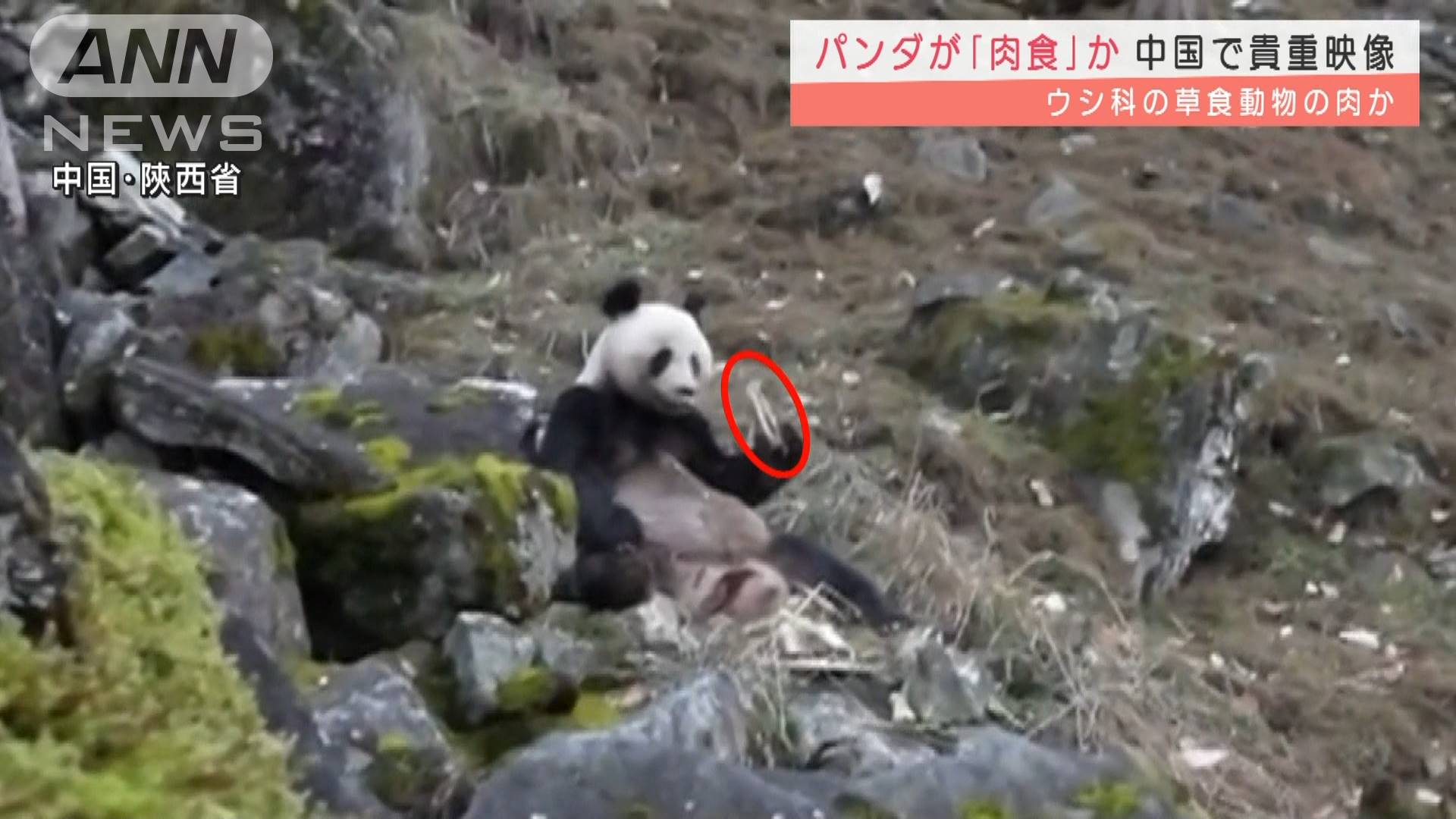 竹でなく動物の 肉 食べた パンダを激撮 中国 テレ朝news テレビ朝日のニュースサイト