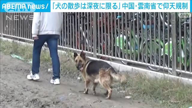 犬の散歩は深夜に限る 中国 雲南省で仰天規制