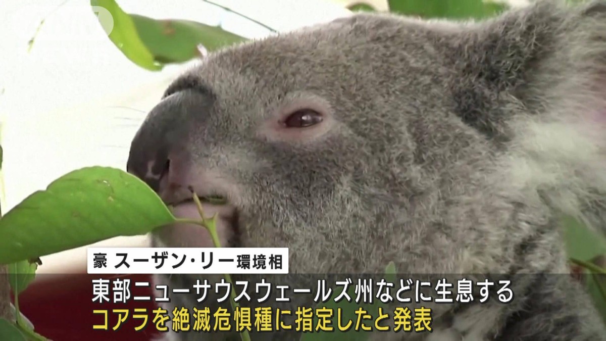 コアラ激減で「絶滅危惧種」に　山火事など影響　豪で保護強化へ
