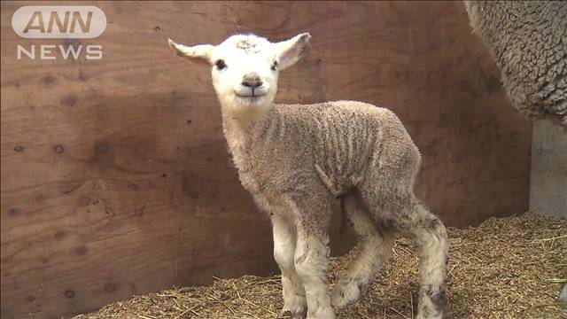 赤ちゃんヒツジ続々と マザー牧場で出産ラッシュ 赤ちゃんヒツジ続々と マザー牧場で出産ラッシュ