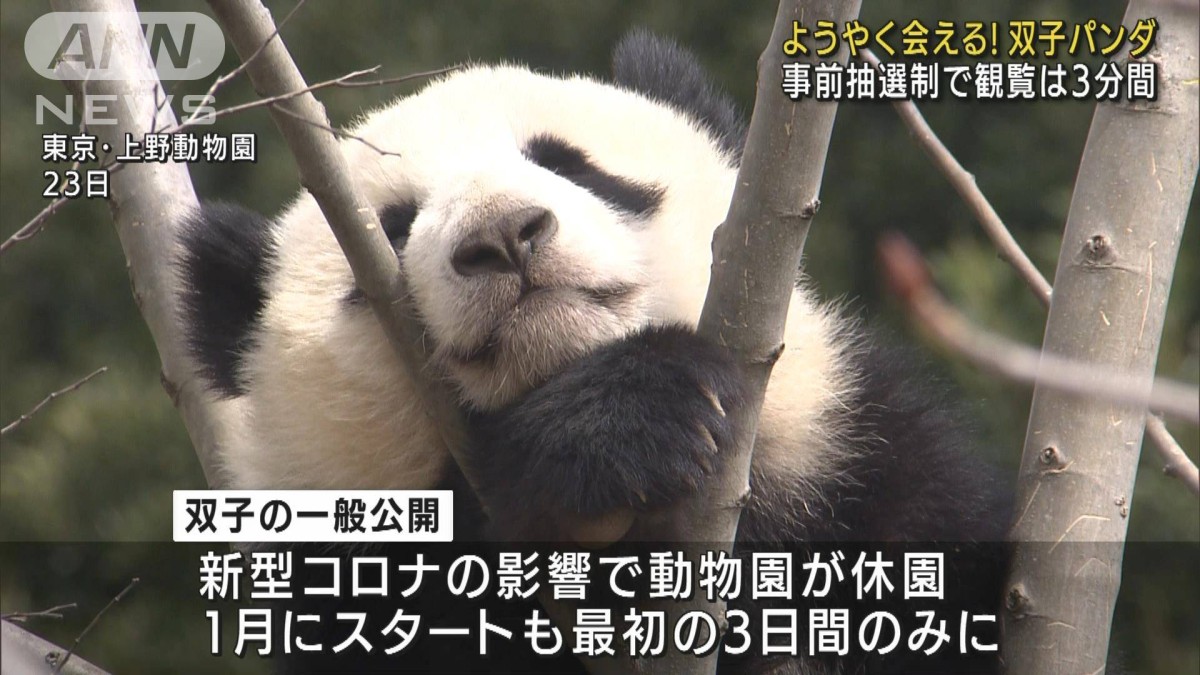上野動物園の双子パンダが公開再開 抽選倍率は15倍