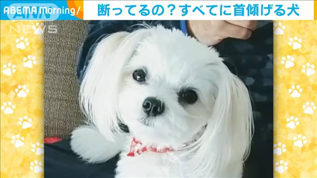 断っているの すべてに首をかしげる犬