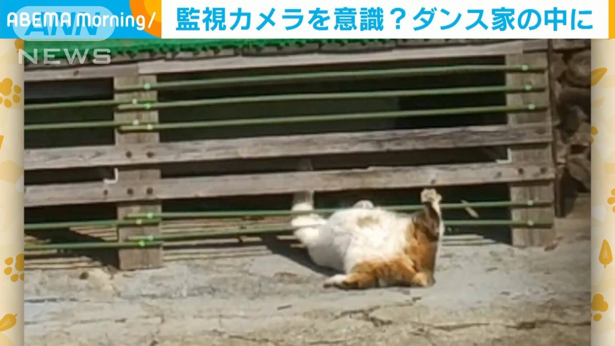 監視カメラを意識？ ダンスで家の中に入るネコ