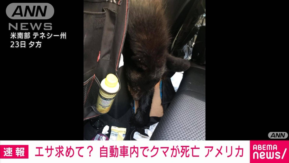 熊 死亡