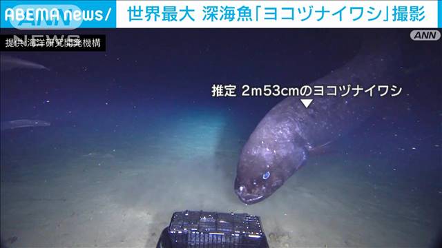 世界最大　深海魚「ヨコヅナイワシ」撮影成功　ノーカット映像で