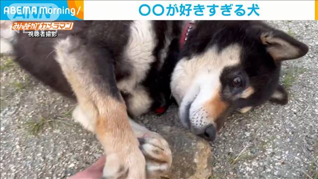 おもちゃよりも が好きすぎる犬