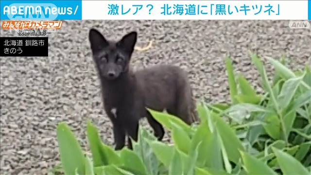 激レア? “黒いキツネ”北海道に出現 その正体は…?