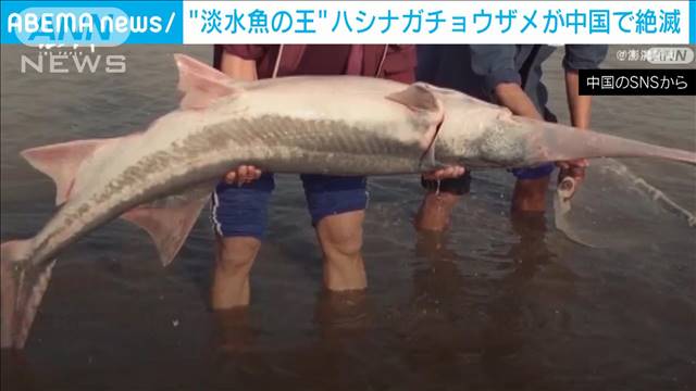 淡水魚の王 ハシナガチョウザメ 絶滅 中国 長江