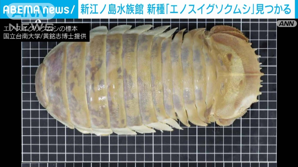 グソクムシ標本　 約8cm 000265543_1200.jpg