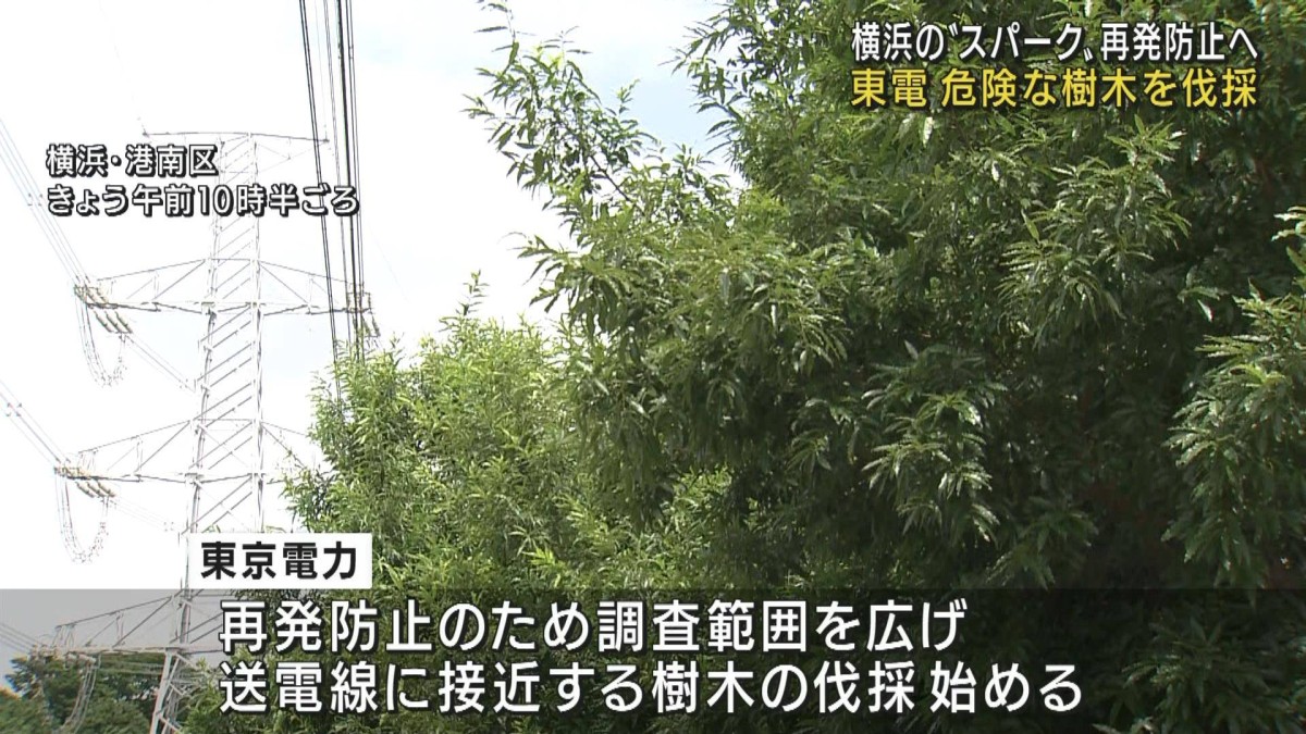 東京電力「スパーク」再発防止へ 危険な樹木を伐採