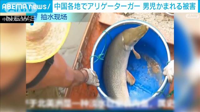 中国各地の池で アリゲーターガー 見つかる 男児噛まれけが