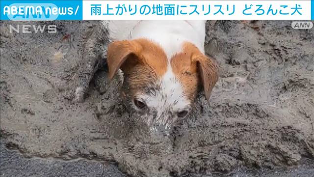 スリスリが止まらない 雨上がりのぬかるみは最高だワン
