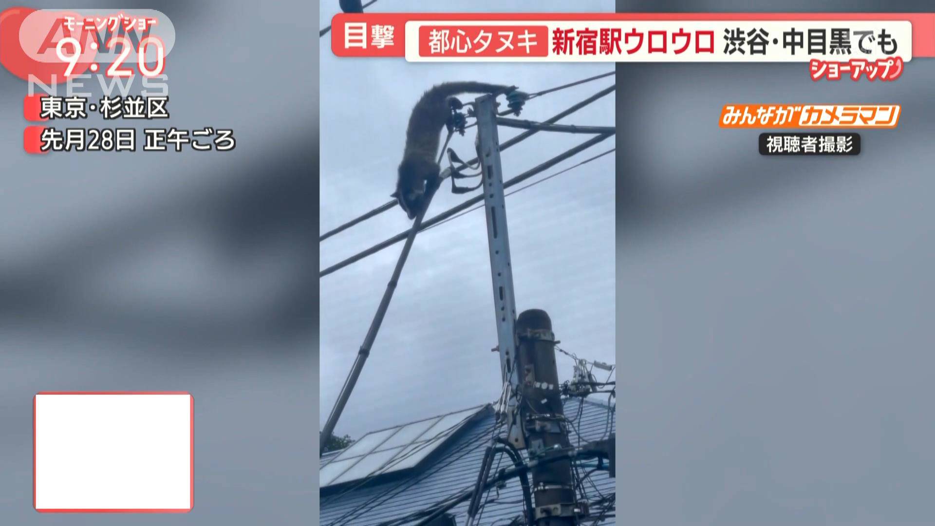 都心で相次ぐ目撃情報 野生動物が増え続けるワケは…