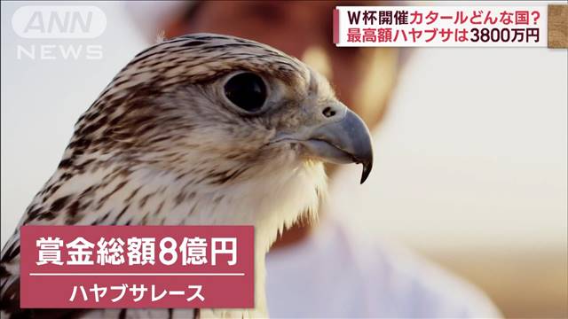 【W杯開催】カタールはどんな国　約7割の人が「ハヤブサ」を飼育　最高額は3800万円