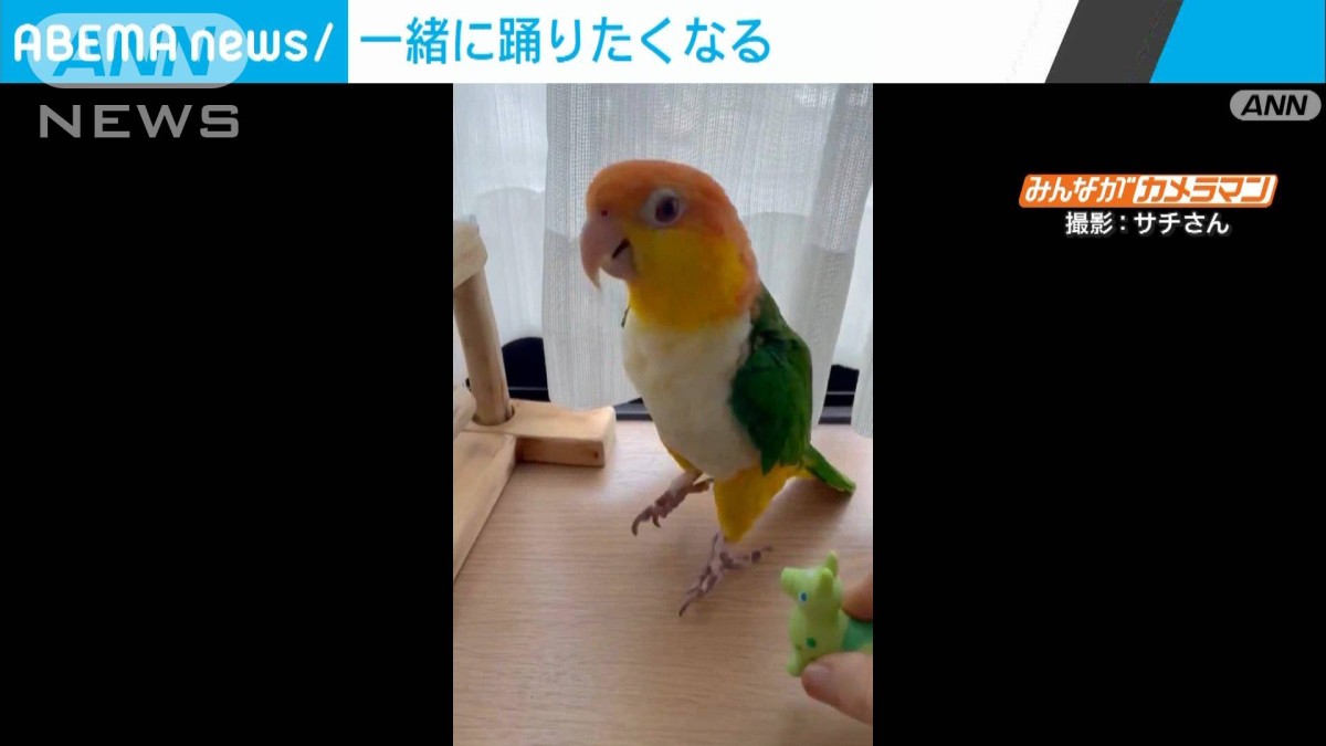 高速連続ジャンプ…ノリノリのダンス披露するインコ