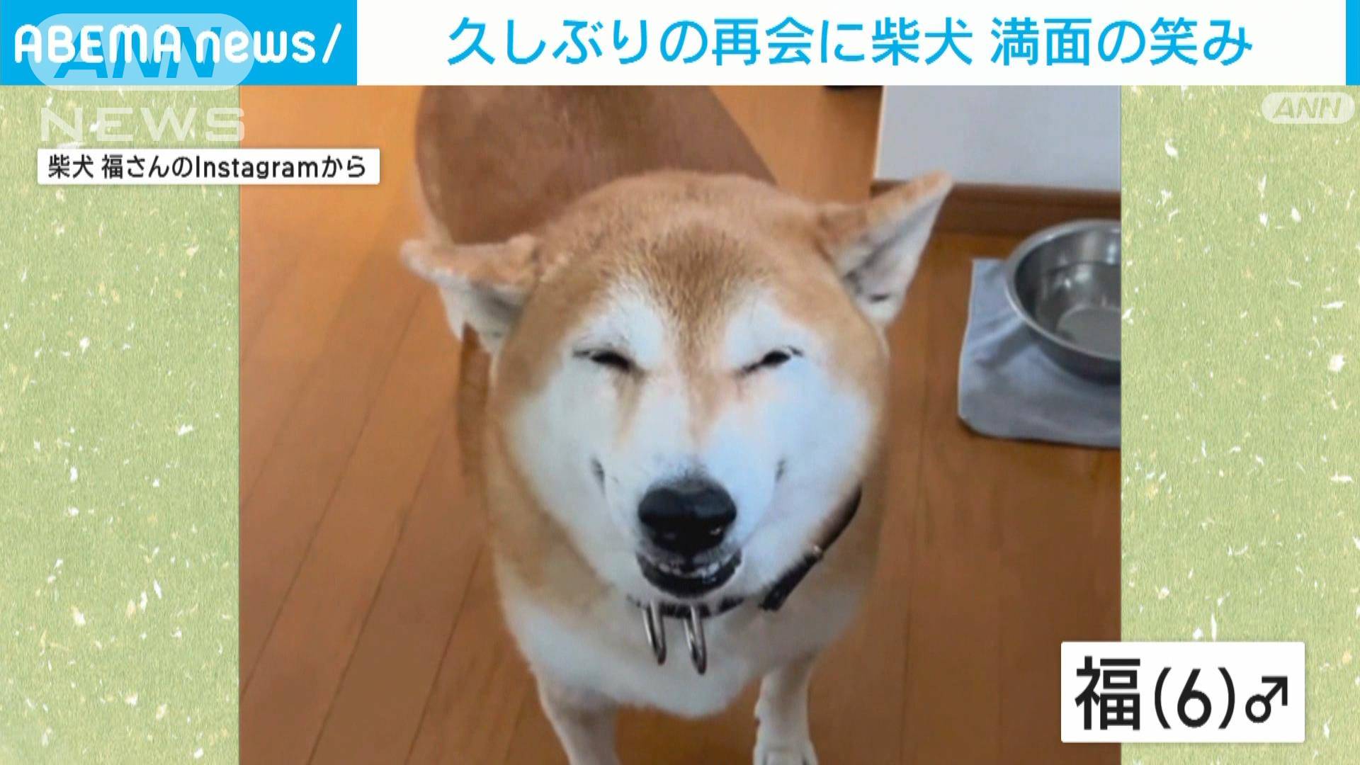 動画 柴犬が満面の笑み 久しぶりの再会に喜び爆発