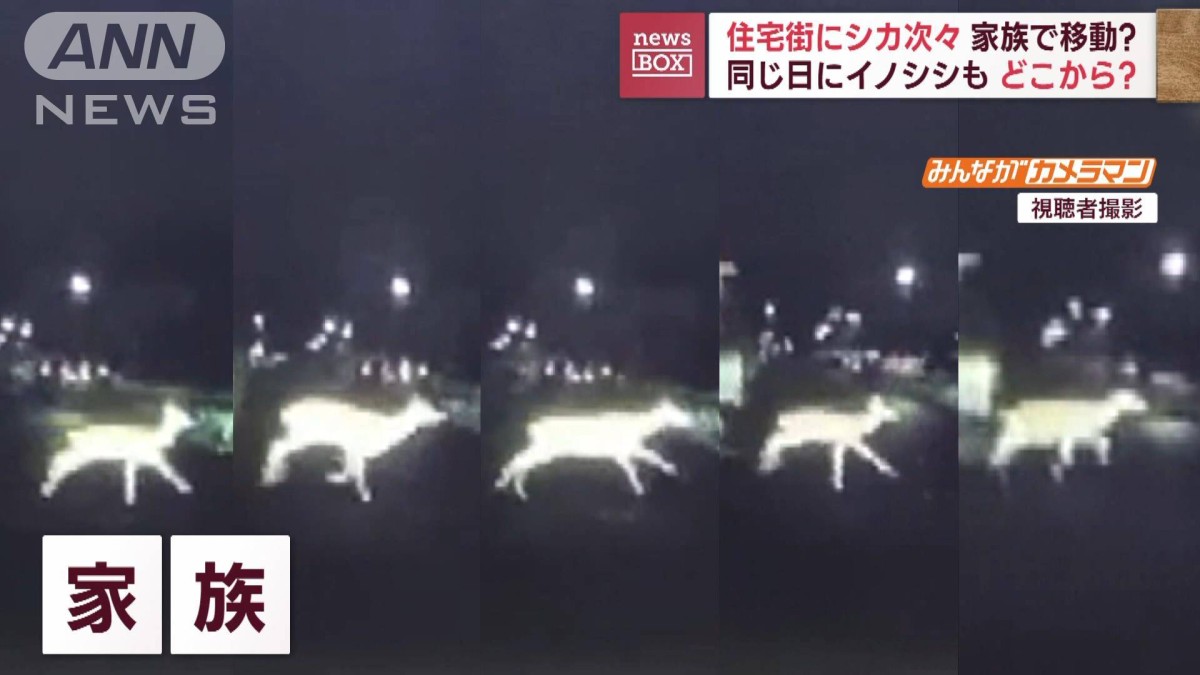 住宅街にシカ次々 家族で移動? 同じ日にイノシシも どこから?