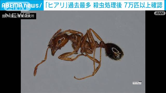 1万匹以上のヒアリが見つかった広島・福山港、殺虫処理後に7万匹を確認 2022年12月07日(水)
