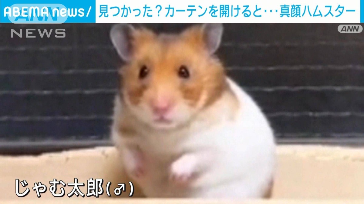 あ、見られた…」！？ カーテン開けたら“真顔”ハムスター